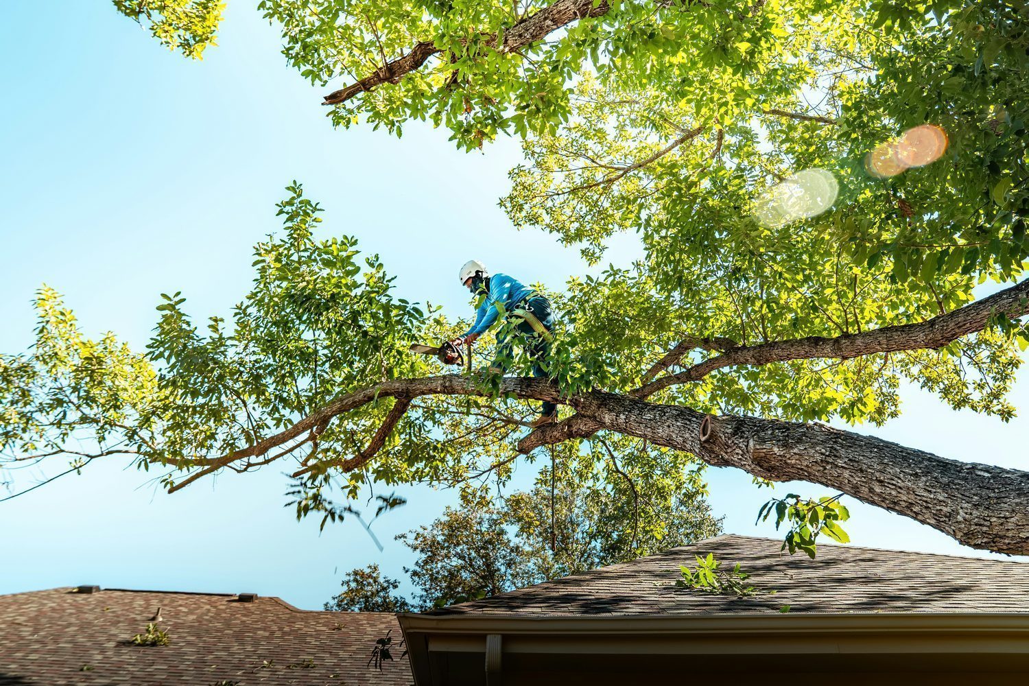 Élagueur au travail dans un arbre à Saint-Apollinaire