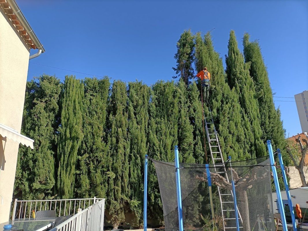 Taille (arbres, haies, fruitiers) — JB Élagage